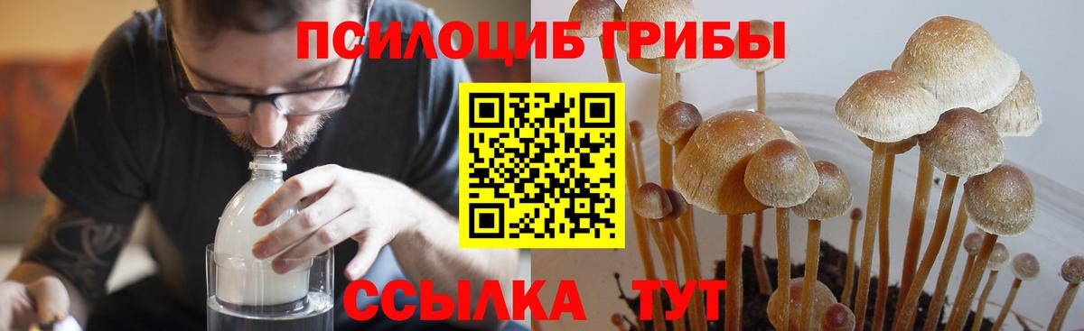 Галлюциногенные грибы GOLDEN TEACHER  Вход с VPN  Галлюциногенные грибы GOLDEN TEACHER  Камень-на-Оби 